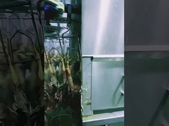 เครื่องฆ่าไก่ขนาดสูง เครื่องฆ่าไก่ฮาลาล 1000BPH