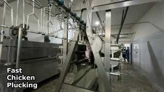 เครื่องถอนขนไก่