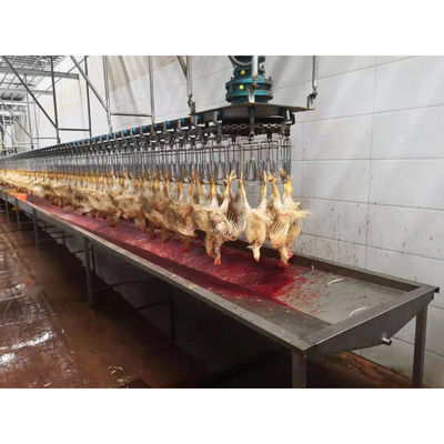 เครื่องฆ่าไก่เป็ดไก่ไทยกวางที่กําหนดเอง 2000BPH สําหรับนก