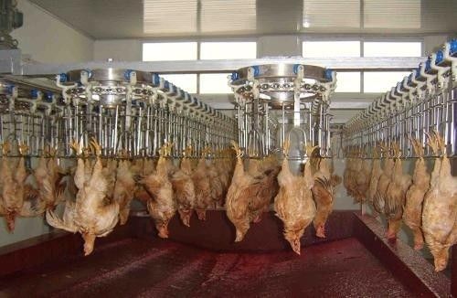 สายการผลิตแปรรูปสัตว์ปีกที่ปรับแต่งได้และทนทานด้วยสแตนเลส 304