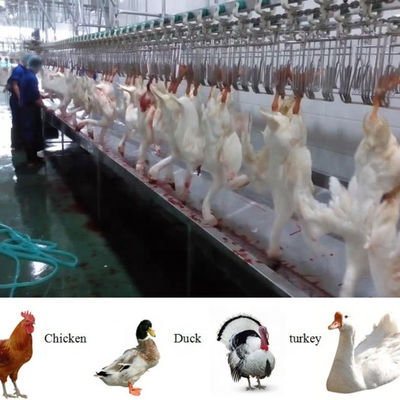 ฮาลาล ครบถ้วน เครื่องฆ่าไก่ไก่