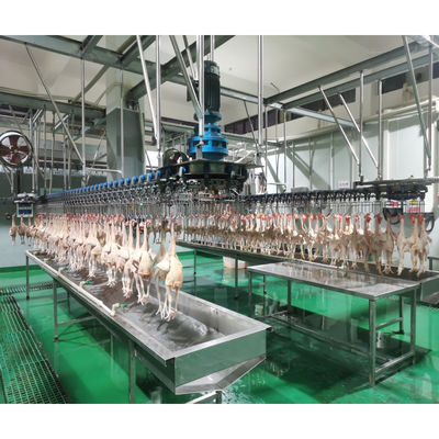วิศวกรบริการเครื่องจักรในต่างประเทศ สายการผลิตเชือดไก่สำหรับเชือดและถอนขนสัตว์ปีก