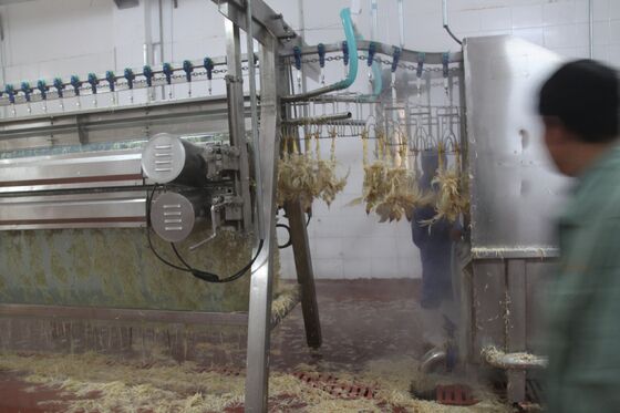 เครื่องบดไก่ ไก่เล็ก ไก่ฆ่า ไก่ ((pollos) การแปรรูปเนื้อ อุปกรณ์แปรรูปไก่