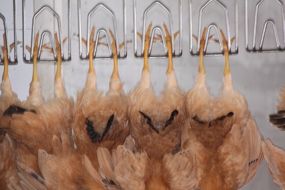 อุปกรณ์การฆ่าไก่ฮาลาลที่มีประสิทธิภาพสูง